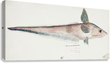 Antique fish Coelorinchus sp NZ : Rattail South Pacific Fishes by Frank Edward Clarke 1849-1899.  Canvas Print