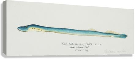 Antique fish geotria australis fresh water lamprey South Pacific Fishes by Frank Edward Clarke 1849-1899.  Canvas Print