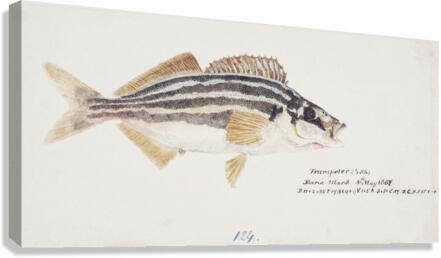 Antique fish latris lineata common trumpeter South Pacific Fishes by Frank Edward Clarke 1849-1899.  Canvas Print