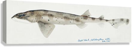 Antique fish Carpet Shark South Pacific Fishes by Frank Edward Clarke 1849-1899.  Canvas Print