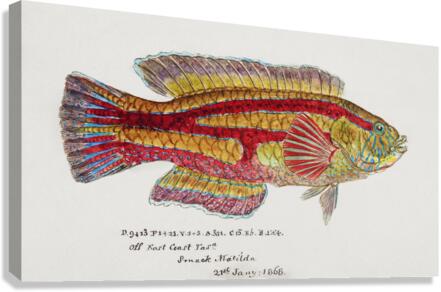 Antique Prickly anglerfish South Pacific Fishes by Frank Edward Clarke 1849-1899.  Canvas Print