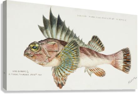 Antique fish neosebastes scorpaenoides ruddy gurnard perch South Pacific Fishes by Frank Edward Clarke 1849-1899.  Canvas Print