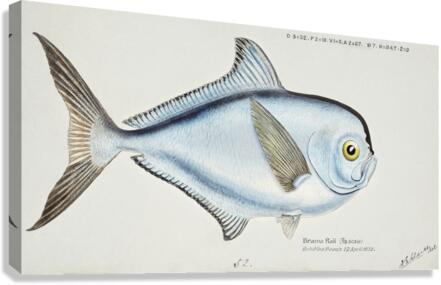 Antique fish Brama brama NZ - Ray’s Bream South Pacific Fishes by Frank Edward Clarke 1849-1899.  Canvas Print