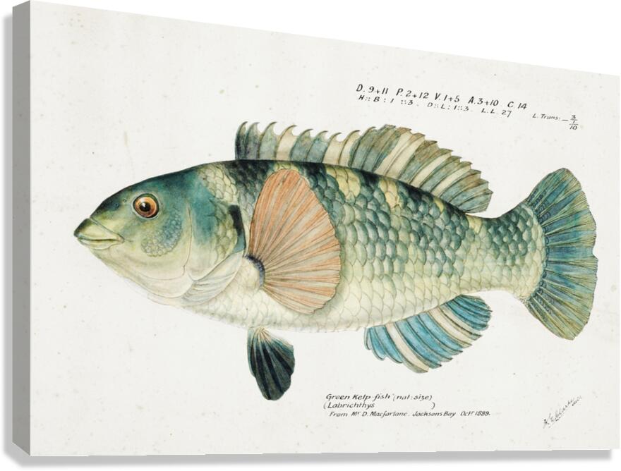 Antique fish Wrasse South Pacific Fishes by Frank Edward Clarke 1849-1899.  Canvas Print