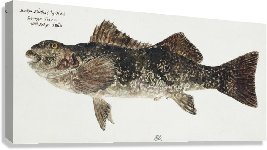 Antique fish aplodactylus arctidens marblefish keke South Pacific Fishes by Frank Edward Clarke 1849-1899.  Canvas Print