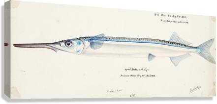 Antique fish Hyporhamphus Melanochir South Pacific Fishes by Frank Edward Clarke 1849-1899.  Canvas Print