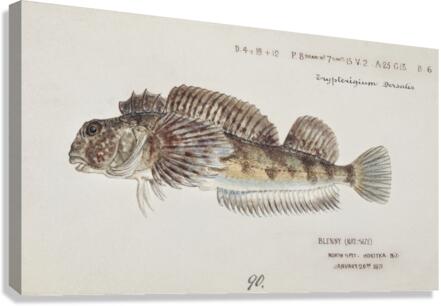 Antique fish Blennodon dorsale Giant triplefin South Pacific Fishes by Frank Edward Clarke 1849-1899.  Canvas Print
