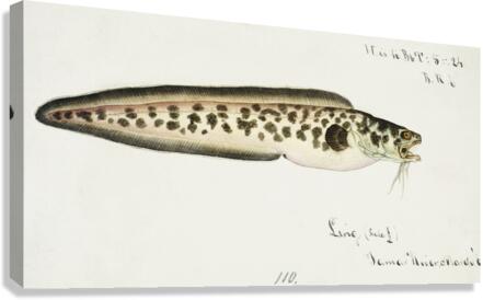 Antique fish genypterus sp ling South Pacific Fishes by Frank Edward Clarke 1849-1899.  Canvas Print