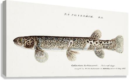 Antique Climbing Galaxias South Pacific Fishes by Frank Edward Clarke 1849-1899.  Canvas Print