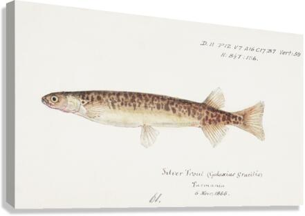 Antique fish galaxias gracilis dwarf inanga South Pacific Fishes by Frank Edward Clarke 1849-1899.  Canvas Print