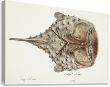Antique Prickly anglerfish South Pacific Fishes by Frank Edward Clarke 1849-1899.  Canvas Print