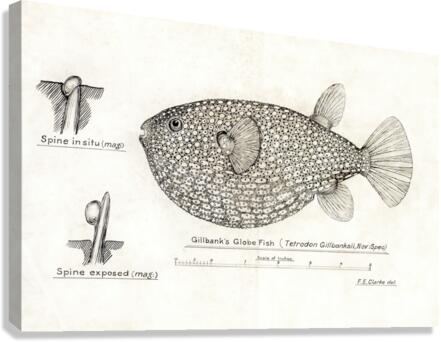 Antique Gillbanks Globe fish South Pacific Fishes by Frank Edward Clarke 1849-1899.  Canvas Print