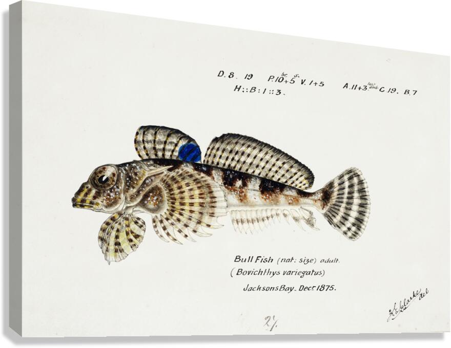 Antique Thornfish South Pacific Fishes by Frank Edward Clarke 1849-1899.  Canvas Print