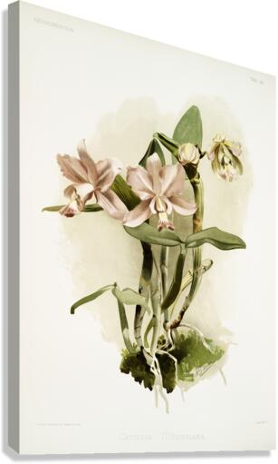 Cattleya brieniana from Reichenbachia Orchids 1888-1894 illustrated by Frederick Sander 1847-1920.  Canvas Print