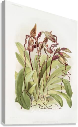 Cypripedium sanderianum from Reichenbachia Orchids 1888-1894 by Frederick Sander 1847-1920. Canvas Print