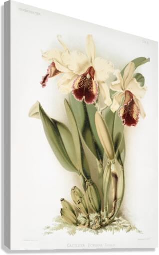 Cattleya dowiana aurea from Reichenbachia Orchids 1888-1894 by Frederick Sander 1847-1920.  Canvas Print