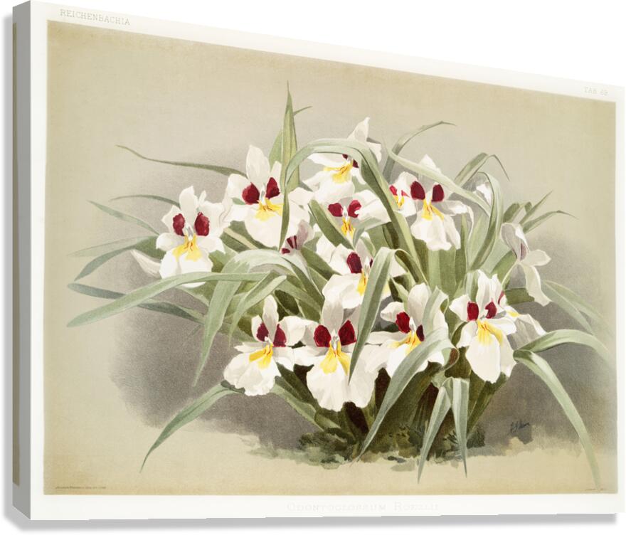 Odontoglossum roezlii from Reichenbachia Orchids 1888-1894 illustrated by Frederick Sander 1847-1920.  Canvas Print