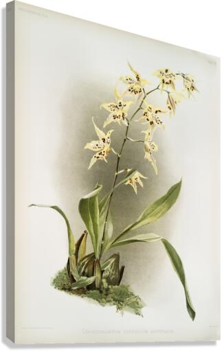 Odontoglossum hebraicum aspersum from Reichenbachia Orchids 1888-1894 illustrated by Frederick Sander 1847-1920.  Canvas Print