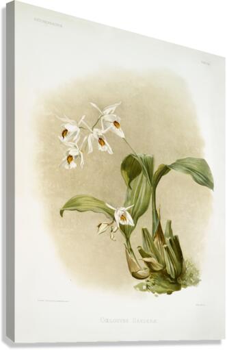 Coelogyne sanderæ from Reichenbachia Orchids 1888-1894 illustrated by Frederick Sander 1847-1920.  Canvas Print