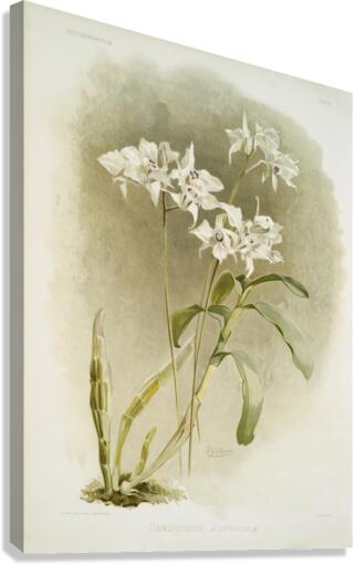 Dendrobium Johnsoniæ from Reichenbachia Orchids 1888-1894 illustrated by Frederick Sander 1847-1920.  Canvas Print