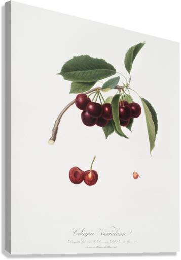 Cherry Cerasus visciola from Pomona Italiana 1817 - 1839 by Giorgio Gallesio 1772-1839.  Canvas Print
