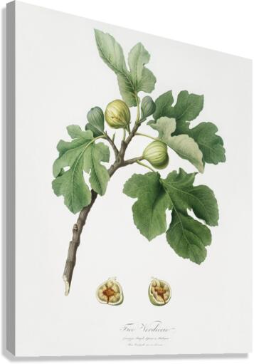 Fig Ficus carica from Pomona Italiana 1817 - 1839 by Giorgio Gallesio 1772-1839.  Canvas Print