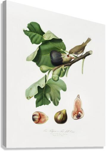 Fig Ficus carica sativa from Pomona Italiana 1817 - 1839 by Giorgio Gallesio 1772-1839.  Canvas Print
