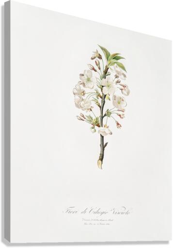 Pear tree flowers Pyrus calleryana from Pomona Italiana 1817 - 1839 by Giorgio Gallesio 1772-1839.  Canvas Print
