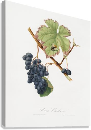 Peach Amygdalus persica iulodermis from Pomona Italiana 1817 - 1839 by Giorgio Gallesio 1772-1839.  Canvas Print