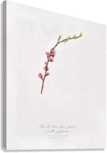 Peach blossom Prunus persica from Pomona Italiana 1817 - 1839 by Giorgio Gallesio 1772-1839.  Canvas Print