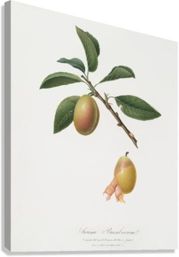Armenian plum Prunus armeniaca from Pomona Italiana 1817 - 1839 by Giorgio Gallesio 1772-1839.  Canvas Print