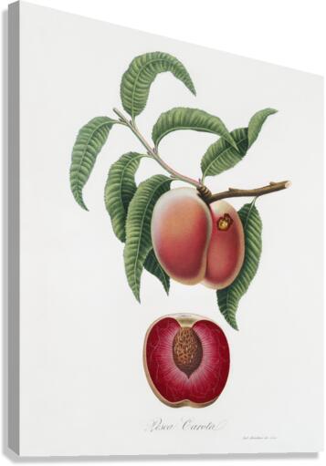 Carrot Peach Persica carota from Pomona Italiana 1817 - 1839 by Giorgio Gallesio 1772-1839.  Canvas Print