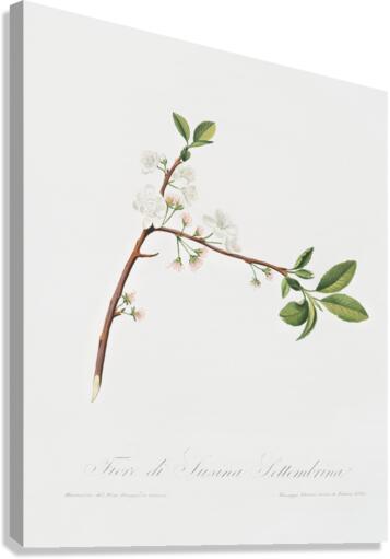 Flower of Plum Fiore di Susina Settembrina from Pomona Italiana 1817 - 1839 by Giorgio Gallesio 1772-1839.  Canvas Print