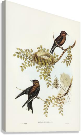Wood Swallow Artamus sordid illustrated by Elizabeth Gould 1804–1841 for John Gould’s 1804-1881 Birds of Australia  Canvas Print