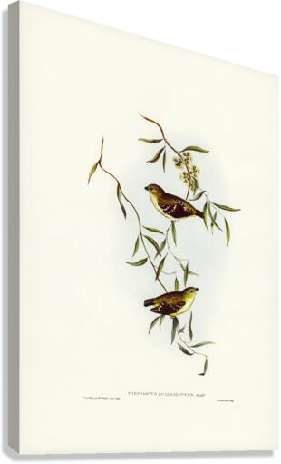 Forty-spotted Pardalote Pardalotus quadragintus illustrated by Elizabeth Gould 1804–1841 for John Gould’s 1804-1881 Birds of Australia  Canvas Print