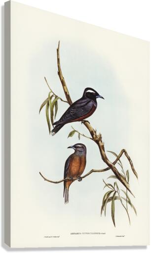 White-eyebrowed Wood Swallow Artamus supercilious illustrated by Elizabeth Gould 1804–1841 for John Gould’s 1804-1881 Birds of Australia  Canvas Print