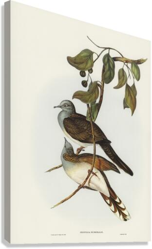 Barred-shouldered Ground Dove Geopelia humeralis illustrated by Elizabeth Gould 1804–1841 for John Gould’s 1804-1881 Birds of Australia  Canvas Print