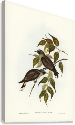 White-vented Wood Swallow Artamus albiventris illustrated by Elizabeth Gould 1804–1841 for John Gould’s 1804-1881 Birds of Australia  Canvas Print