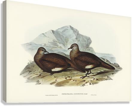 White-quilled Rock Dove Petrophassa albipennis illustrated by Elizabeth Gould 1804–1841 for John Gould’s 1804-1881 Birds of Australia  Canvas Print