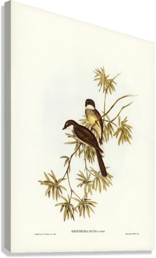 Northern Fantail Rhipidura isura illustrated by Elizabeth Gould 1804–1841 for John Gould’s 1804-1881 Birds of Australia  Canvas Print