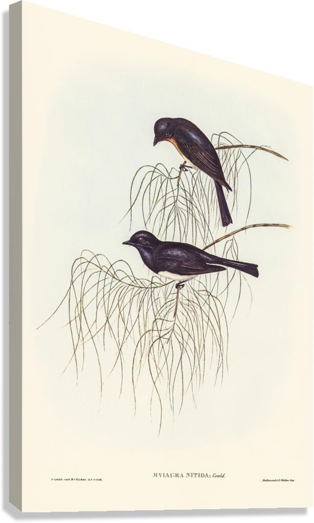 Shining Flycatcher Myiagra nitida illustrated by Elizabeth Gould 1804–1841 for John Gould’s 1804-1881 Birds of Australia  Canvas Print