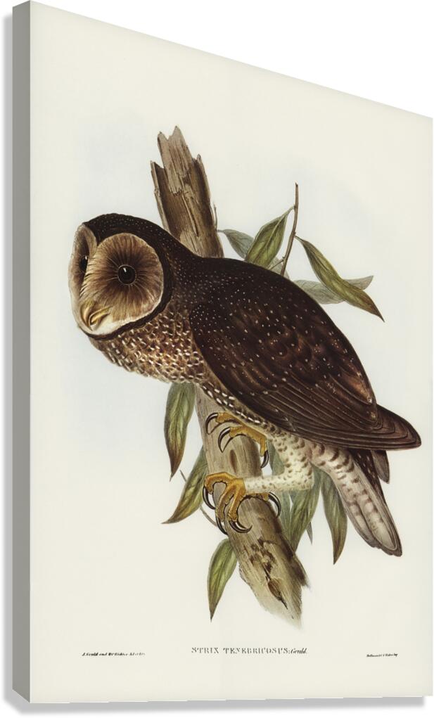 Sooty Owl Strix tenebricosus Gould illustrated by Elizabeth Gould 1804–1841 for John Gould’s 1804-1881 Birds of Australia  Canvas Print