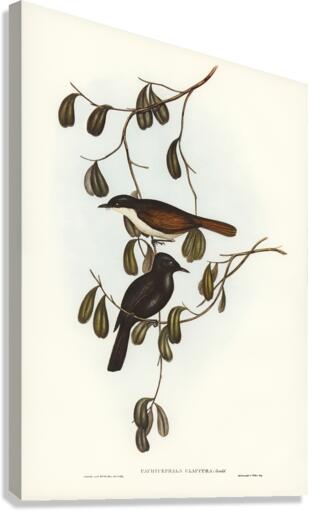 Grey-tailed Pachycephala Pachycephala glaucura illustrated by Elizabeth Gould 1804–1841 for John Gould’s 1804-1881 Birds of Australia  Canvas Print