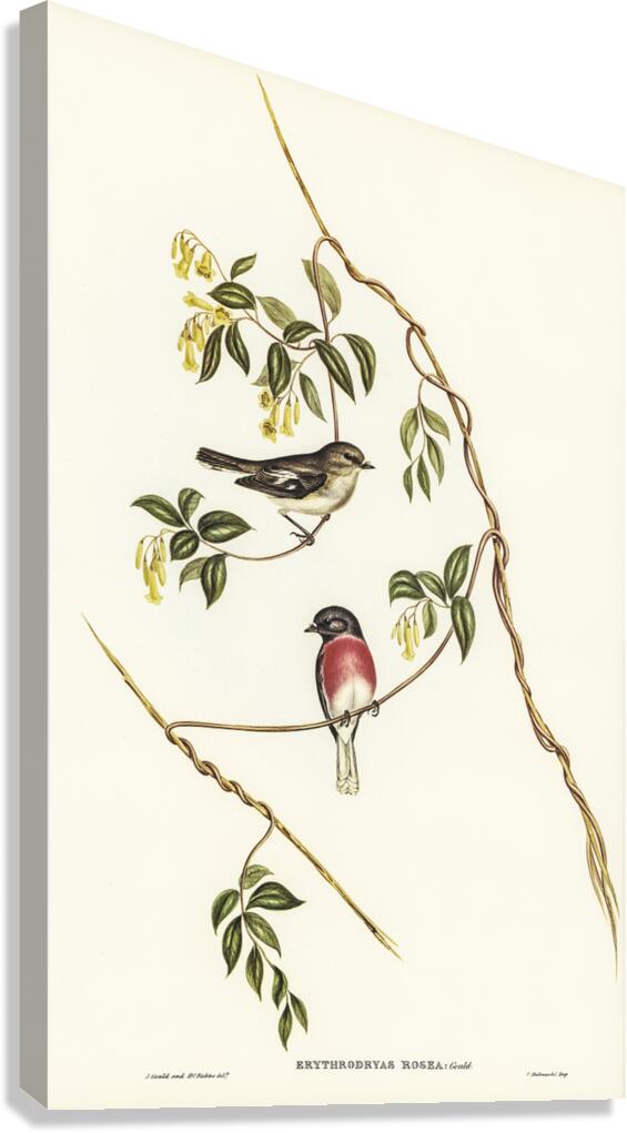 Rose-breasted Wood-robin Erythrodryas rosea illustrated by Elizabeth Gould 1804–1841 for John Gould’s 1804-1881 Birds of Australia  Canvas Print