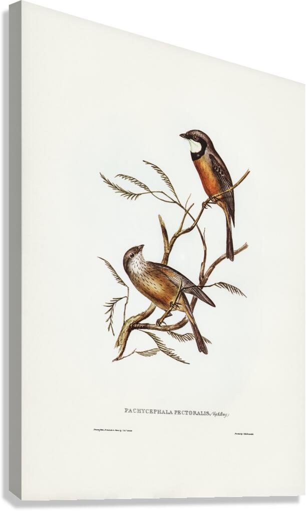 Banded Thickhead Pachycephala pectoralis illustrated by Elizabeth Gould 1804–1841 for John Gould’s 1804-1881 Birds of Australia  Canvas Print