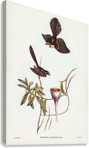 White-shafted Fantail Rhipidura albiscapa illustrated by Elizabeth Gould 1804–1841 for John Gould’s 1804-1881 Birds of Australia  Canvas Print