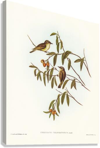 Green-backed Gerygone Gerygone chloronotus illustrated by Elizabeth Gould 1804–1841 for John Gould’s 1804-1881 Birds of Australia  Canvas Print