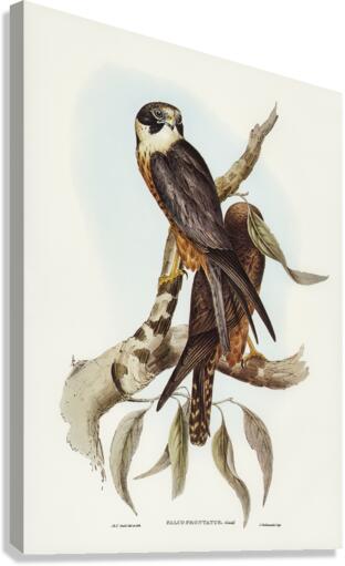 Falcon illustrated by Elizabeth Gould 1804–1841 for John Gould’s 1804-1881 Birds of Australia  Canvas Print