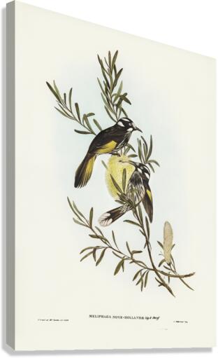 New Holland Honey-eaterillustrated by Elizabeth Gould 1804–1841 for John Gould’s 1804-1881 Birds of Australia  Canvas Print