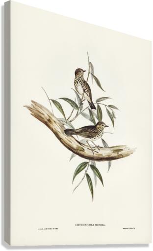 Little chthonicola chthonicola minima illustrated by Elizabeth Gould 1804–1841 for John Gould’s 1804-1881 Birds of Australia  Canvas Print